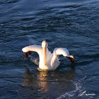 pelicans 167 -birds