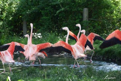 pink flamingos -birds