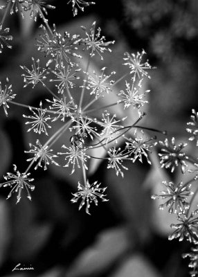 sparkles in the garden  B&W