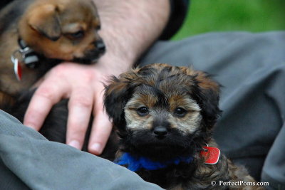 Hooty - male Poochi