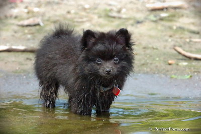 Diesel  Black Pomeranian Male