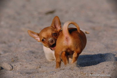 Tango male Teacup Chihuahua