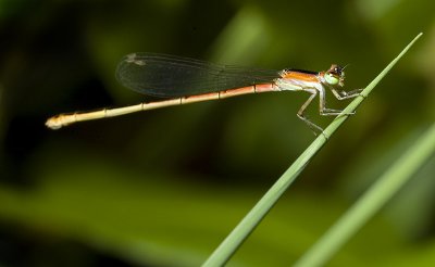 Argiocnemis rubescens female