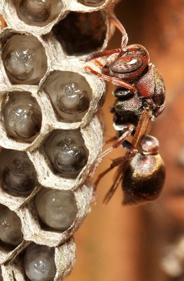 Paper wasp and young 2