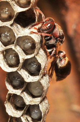 Paper wasp and young 1