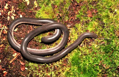 Ramphotyphlops nigrescens - Blind snake