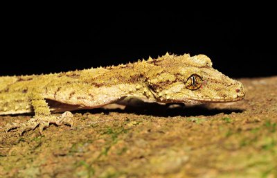 Saltuarius swaini - Leaf tail gecko