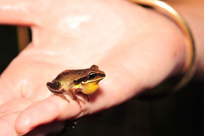 Litoria brevipalmata in hand - green-thighed frog