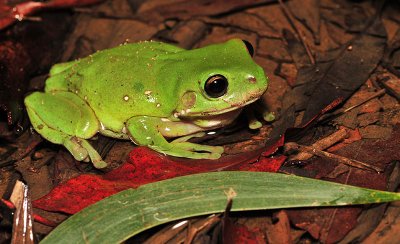 Litoria caerulea - Green tree frog
