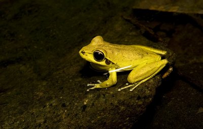 Litoria wilcoxi - stony creek frog male