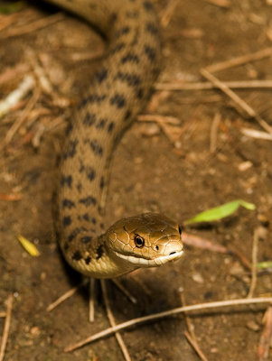 Rough-scaled Snake Tropidechis carinatus