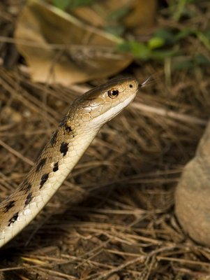 Rough-scaled Snake Tropidechis carinatus
