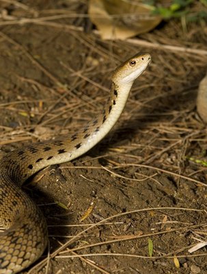 Rough-scaled Snake Tropidechis carinatus