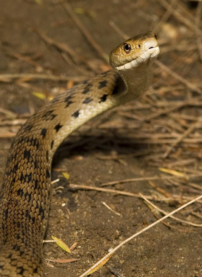 Rough-scaled Snake Tropidechis carinatus