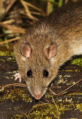 Rattus fuscipes - portrait of a native bush rat