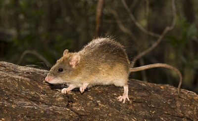 Rattus fuscipes - native bush rat