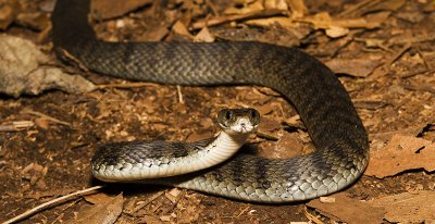 Rough-scaled Snake Tropidechis carinatus