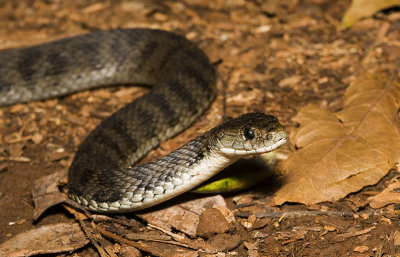 Rough-scaled Snake Tropidechis carinatus