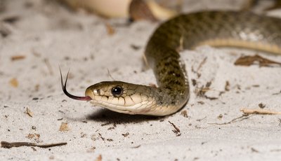 Keelback