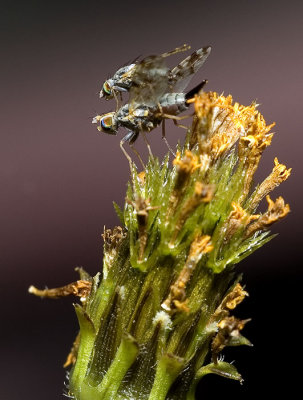 Tephritinae - seed feeding fruit fly 1in cop