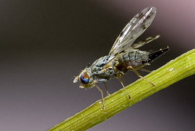 Tephritinae - seed feeding fruit fly 1