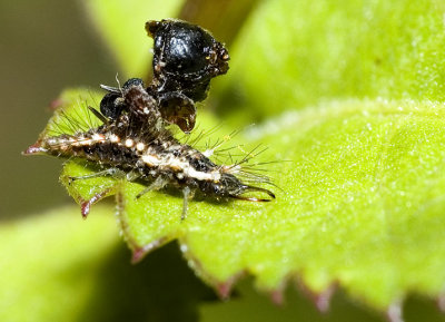 Lacewing juvenile 3