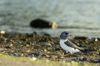White breasted wood swallow