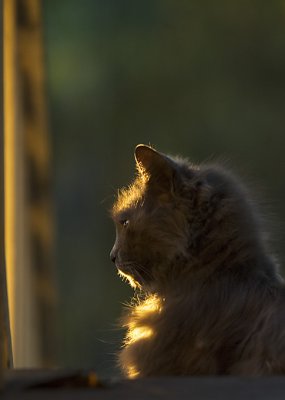 Afternoon glow