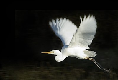 Egret in flight