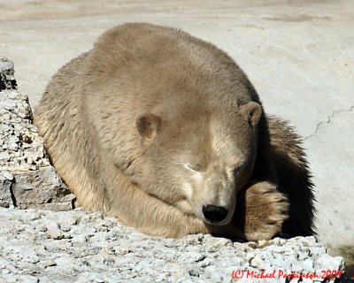 Toronto Zoo 09694 copy.jpg