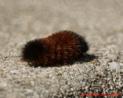 Toronto Zoo 09803 copy.jpg
