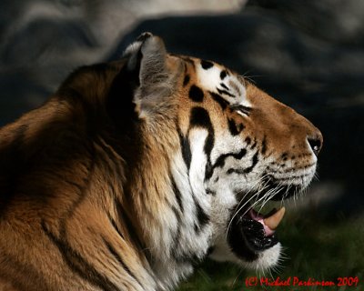 Toronto Zoo 09869 copy.jpg