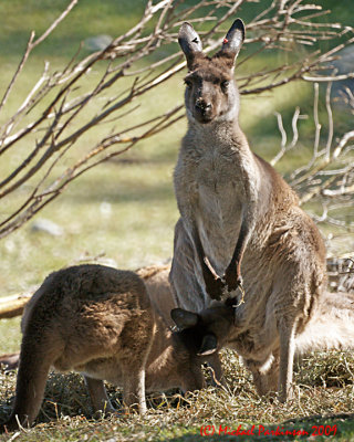 Toronto Zoo 09898 copy.jpg