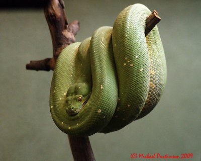 Toronto Zoo 09916 copy.jpg