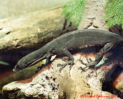 Toronto Zoo 09928 copy.jpg