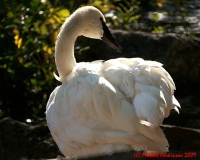 Toronto Zoo 09983 copy.jpg