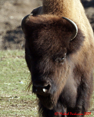 Toronto Zoo 00101 copy.jpg