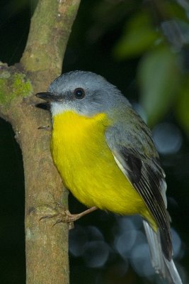EASTERN YELLOW ROBIN