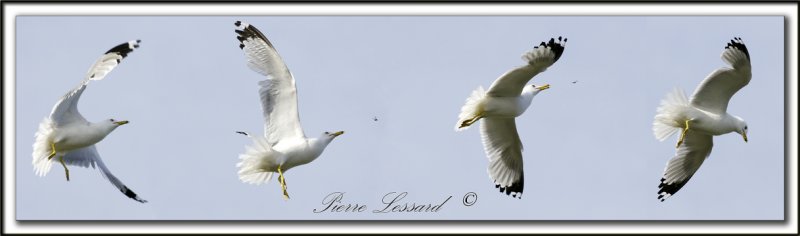 _MG_8561-62-63-64a  -  GULL TRACKING AND CATCHING A FLY IN FLIGHT  /  GOLAND ATTRAPANT UNE MOUCHE EN VOL...