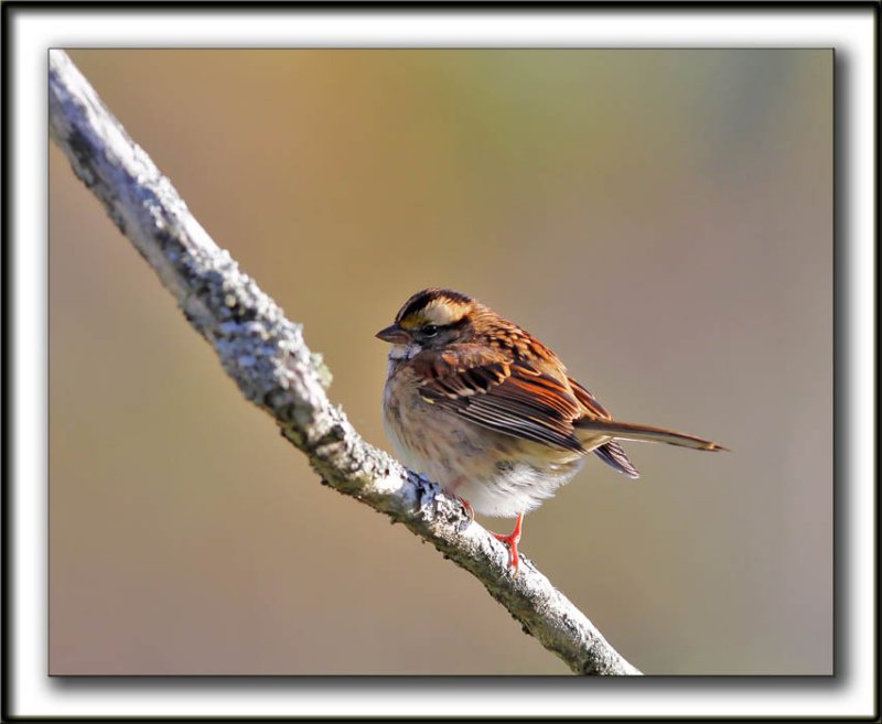 BRUANT  GORGE BLANCHE  /  WHITE-THROATED SPARROW   _MG_9578a