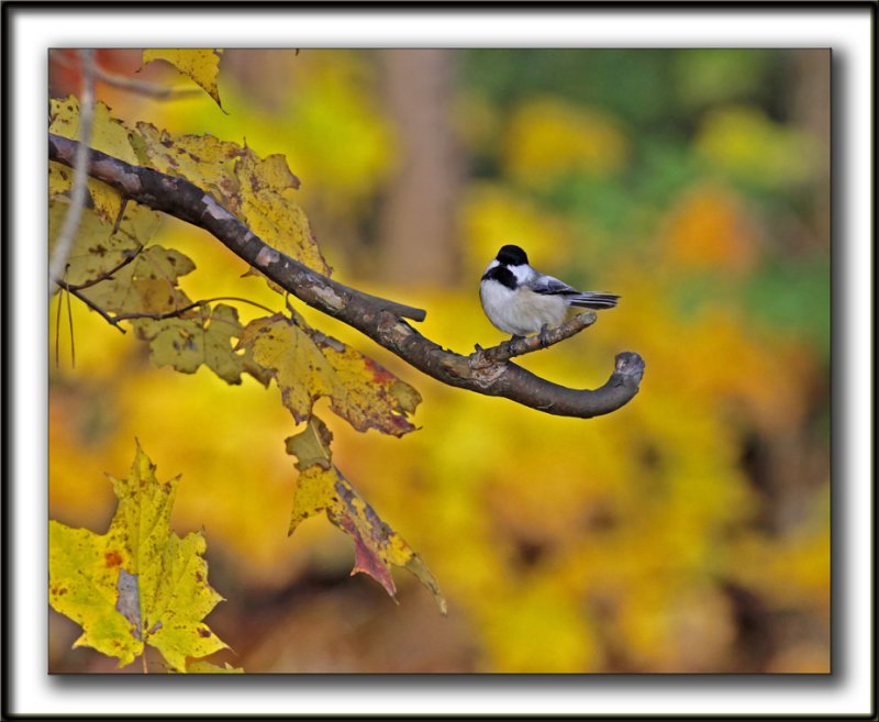  MSANGE  TTE NOIRE  /  BLACK- CAPPED CHICKADEE    _MG_8795a