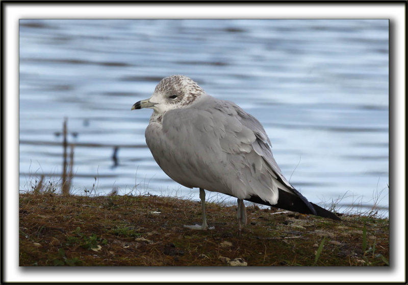 GOLAND   BEC CERCL, juvnile  /  RING-BILLED GULL, immature    _MG_8814a