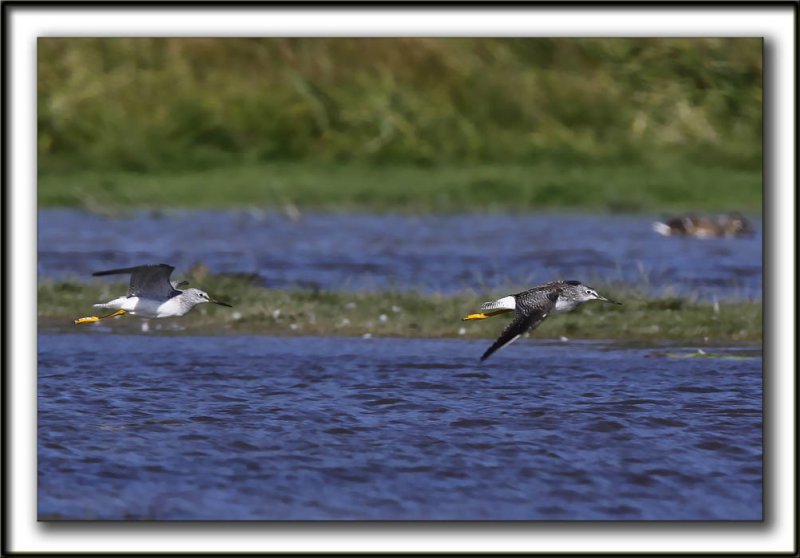 PETIT CHEVALIER   /   LESSER YELLOWLEGS    _MG_7561a