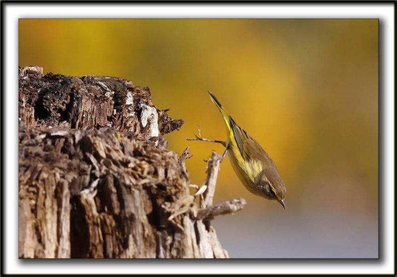 PARULINE  COURONNE ROUSSE en automne   /  PALM WARBLER  in fall time   _MG_8728a