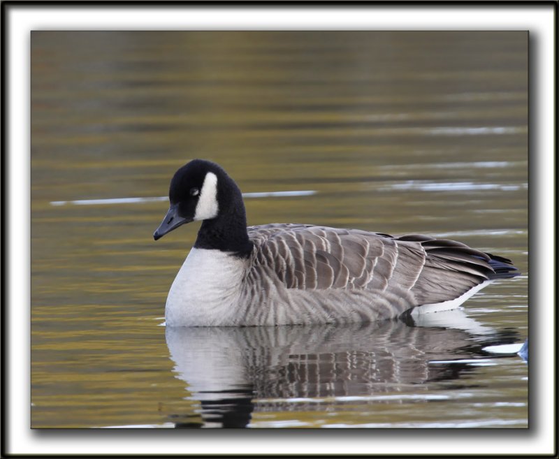 BERNACHE DU CANADA   /   CANADA GOOSE    _MG_8864a