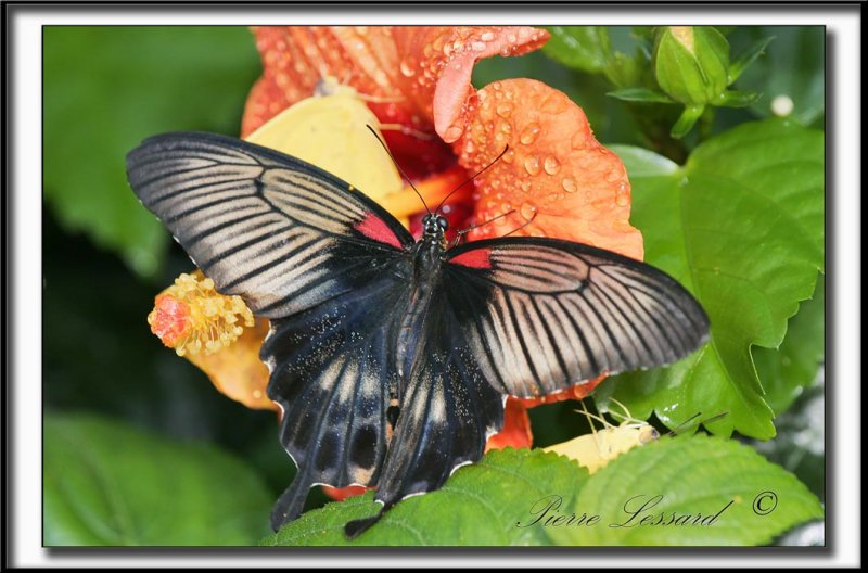 _MG_9999b  -   PAPILIO