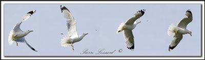 _MG_8561-62-63-64a  -  GULL TRACKING AND CATCHING A FLY IN FLIGHT  /  GOLAND ATTRAPANT UNE MOUCHE EN VOL...