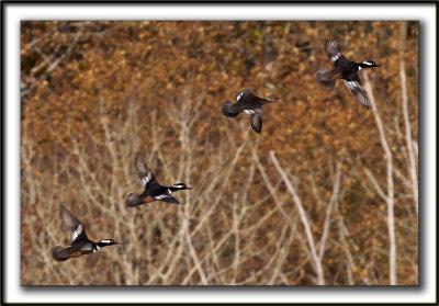  HARLE COURONN  /  HOODED MERGANSER   _MG_0983a  -  Marais Provencher