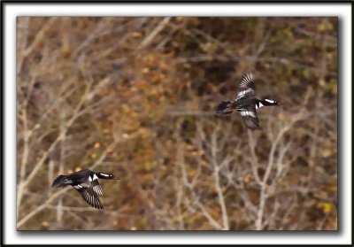  HARLE COURONN  /  HOODED MERGANSER   _MG_1006a  -  Marais Provencher