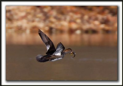  HARLE COURONN, femelle  /  HOODED MERGANSER, female   _MG_1281a  -  Base de plein air Ste-Foy